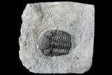 Long Eldredgeops Trilobite - Paulding, Ohio #85553-1